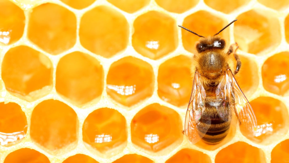 Descubre cuatro datos curiosos sobre las abejas