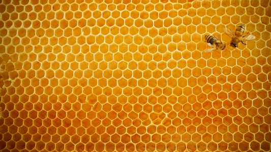 ¿Para qué sirve el propóleo?