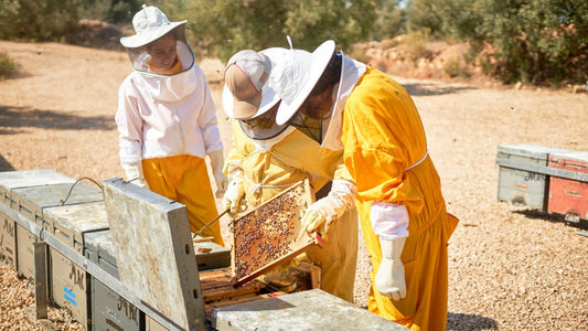 ¿Qué podemos hacer para proteger a las abejas?