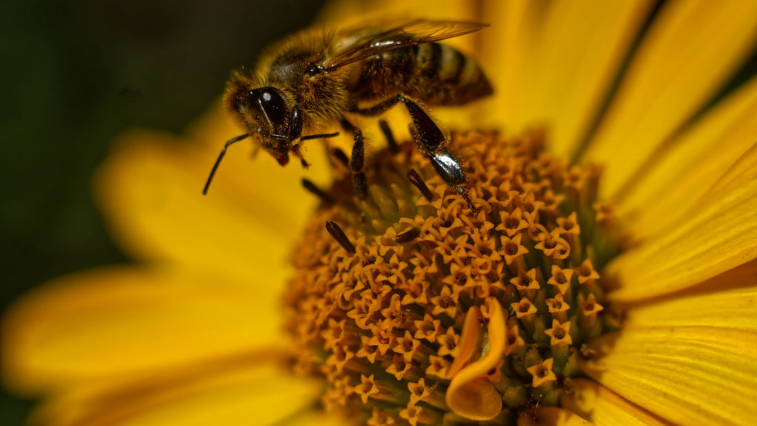 Así es la vida de una abeja melífera