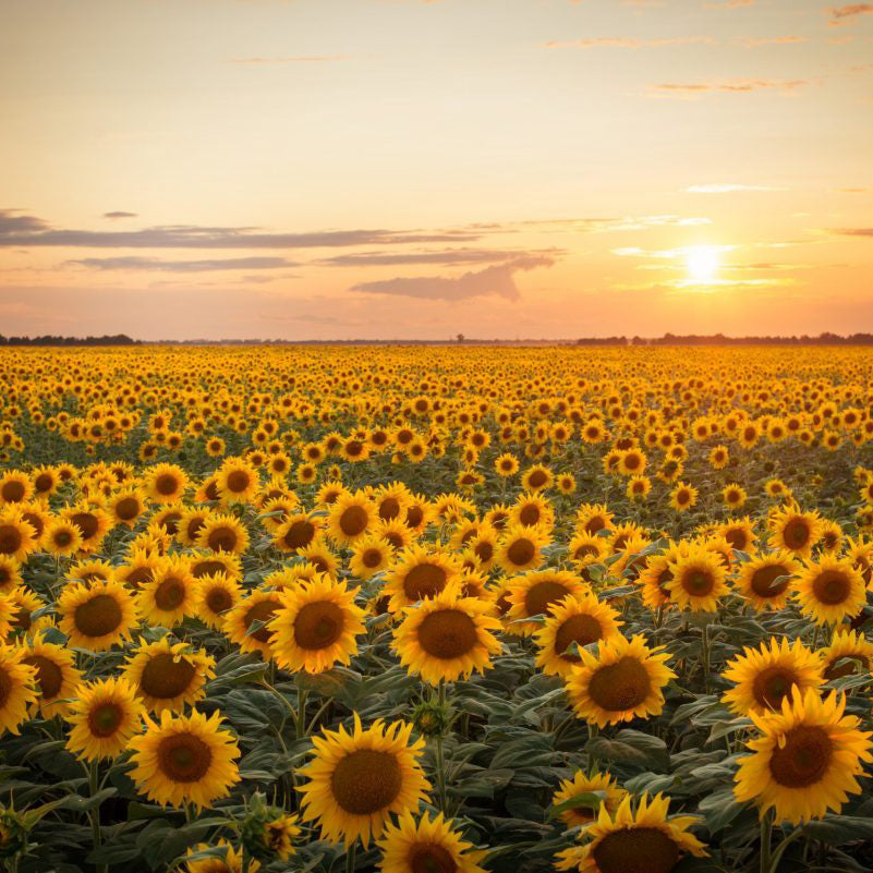 Miel de Girasol Cruda - Cuenca