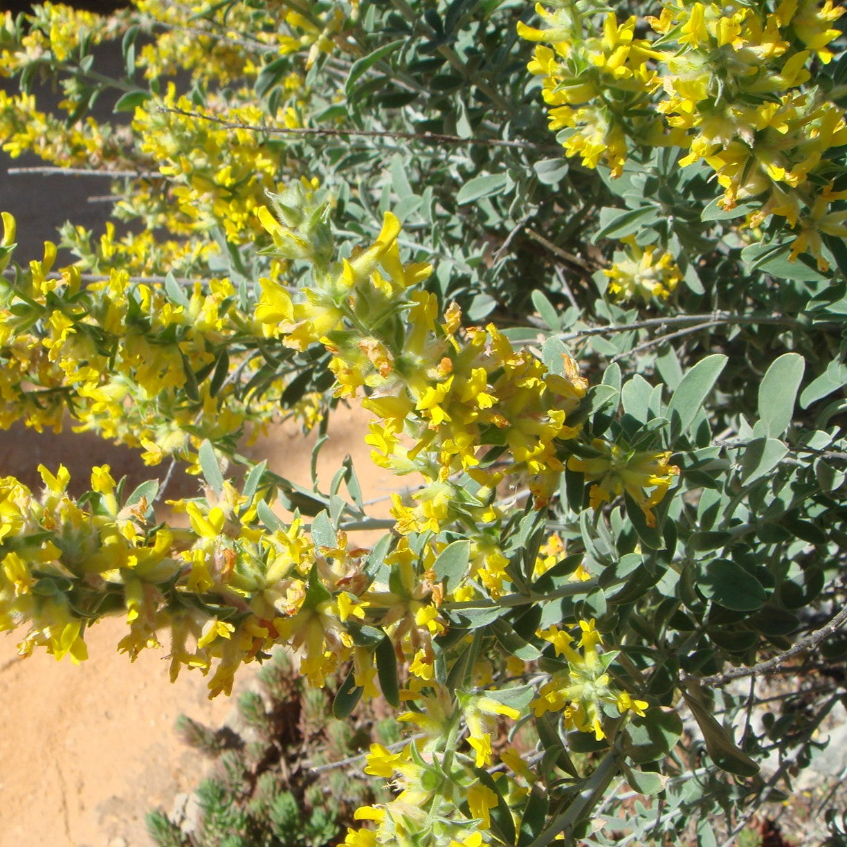 Miel de Albaida Cruda