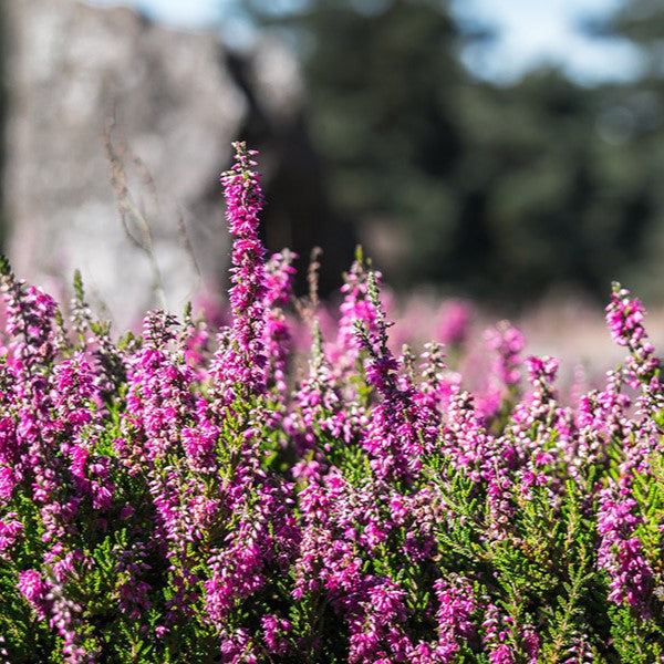 Raw Heather Honey - Asturias