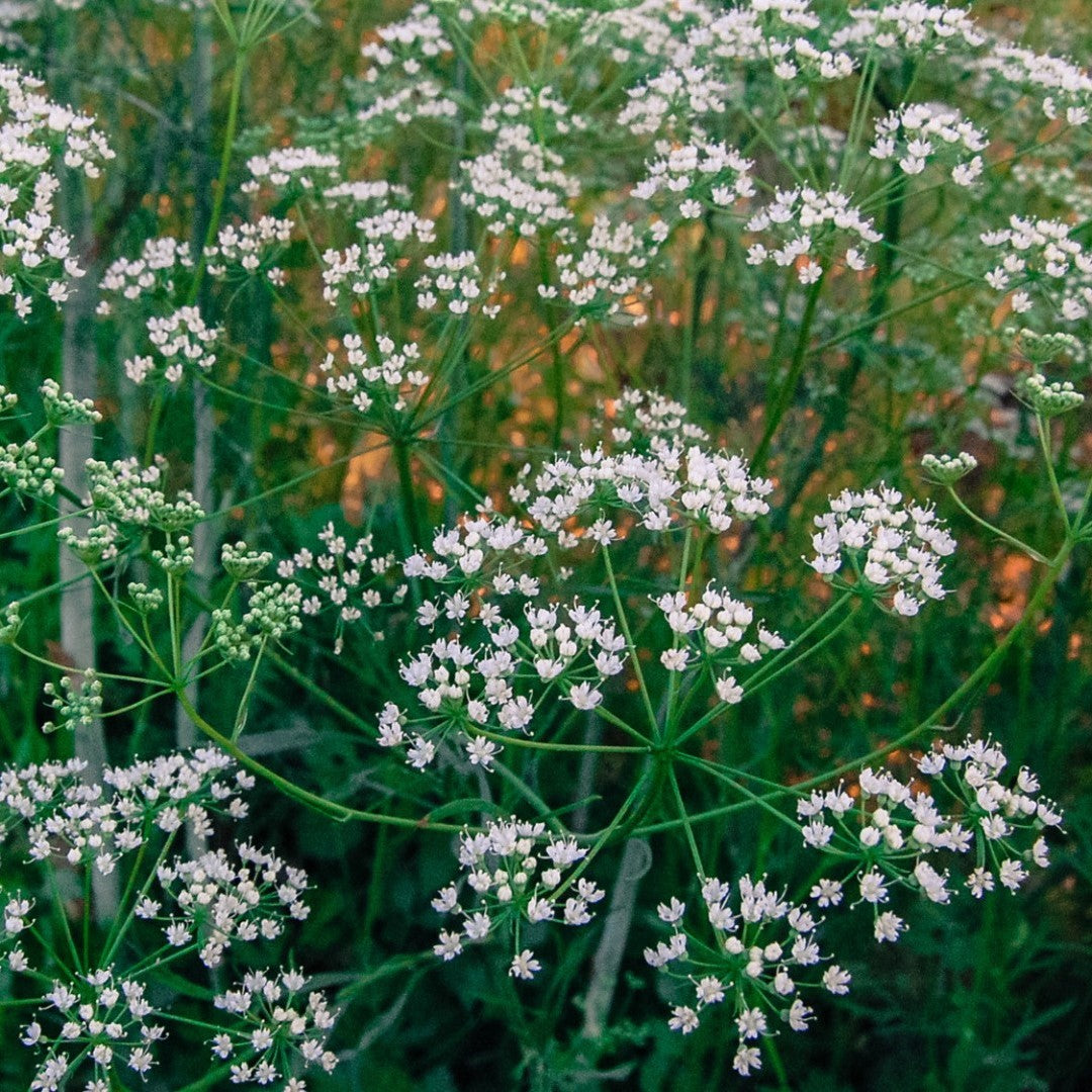 Miel de Anís Cruda