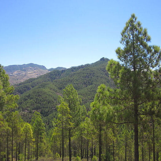 Miel de Pino Cruda - Segovia