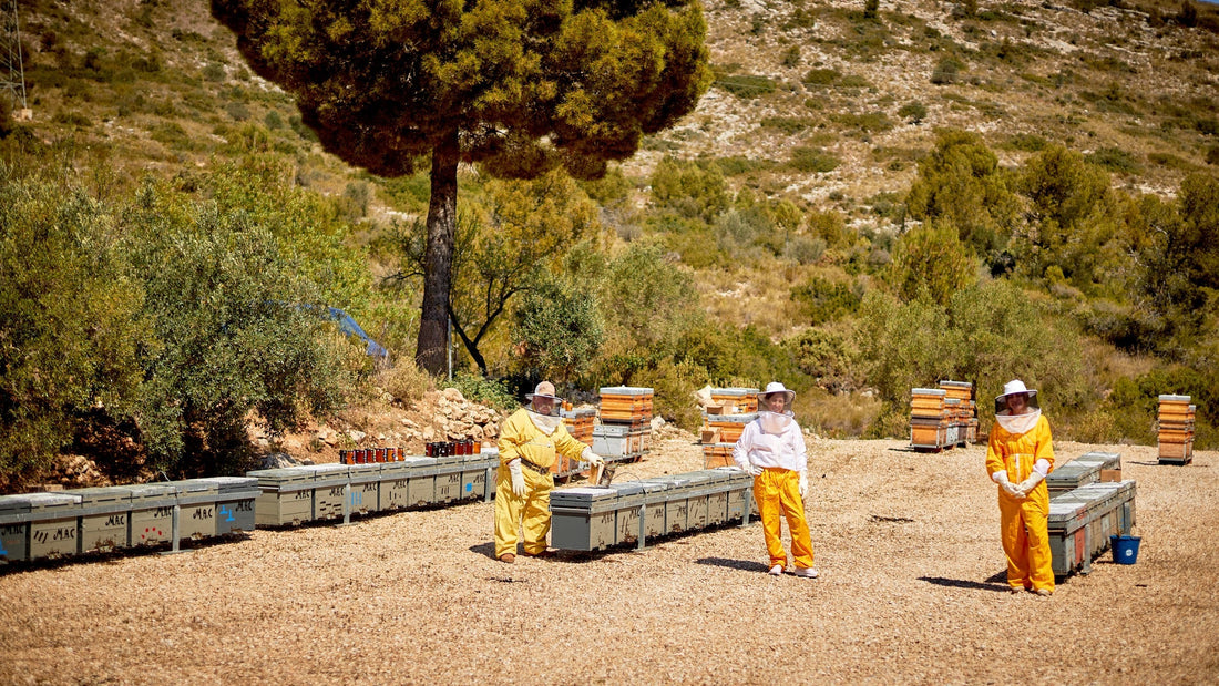 Qué hacen las abejas en invierno: así cuidamos las colmenas en enero