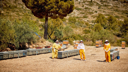 Qué hacen las abejas en invierno: así cuidamos las colmenas en enero