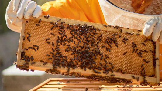 ¿Qué papel tienen las abejas en el equilibrio del entorno natural?