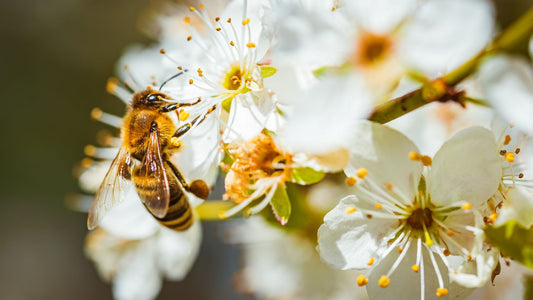 ¿Sabías que la floración influye en el sabor de la miel natural?