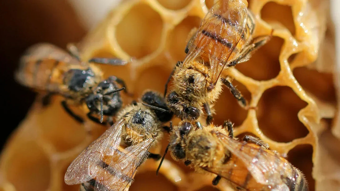 miel-mayem-abejas-otoño