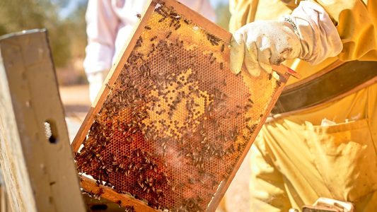 Miel natural VS Miel industrial